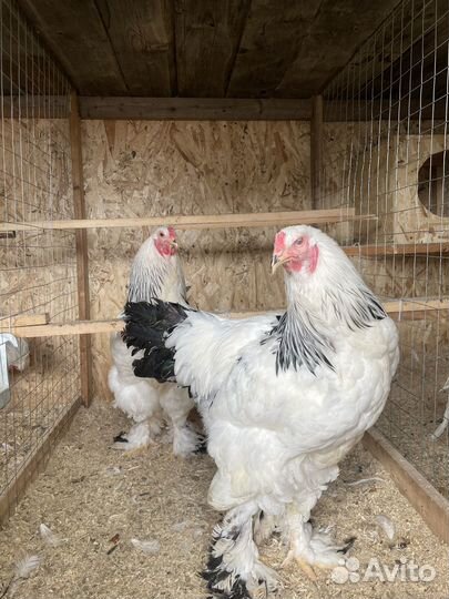 Петухи
