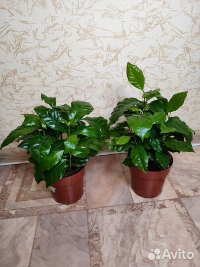 Кофе Арабика