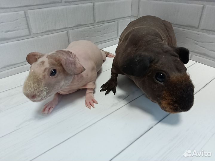 Морские свинки скинни разные