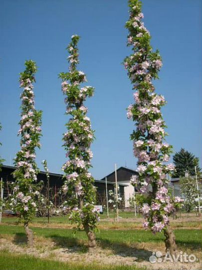 Абрикос колоновидный Принц Март