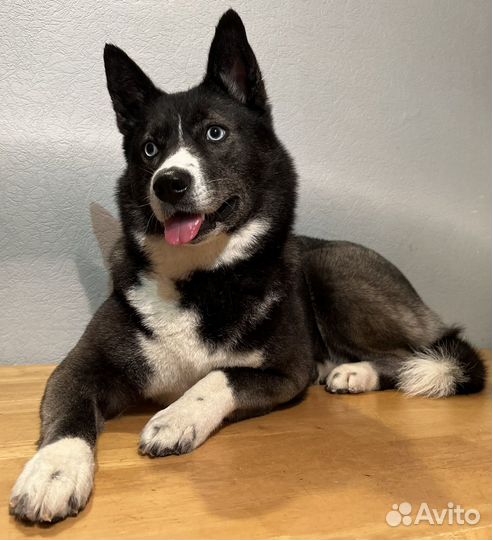 Груминг Экспресс линька Мытьё