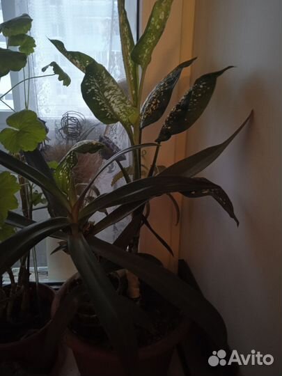 Диффенбахия