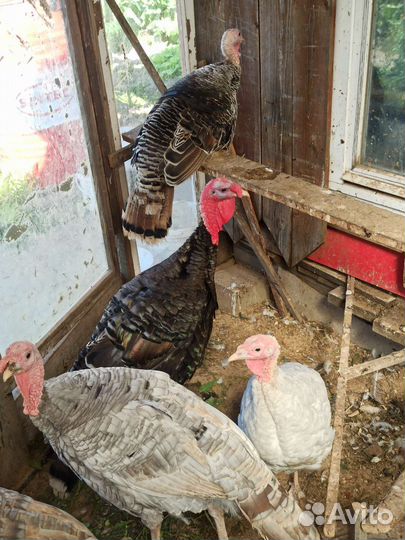 Домашние Индюки
