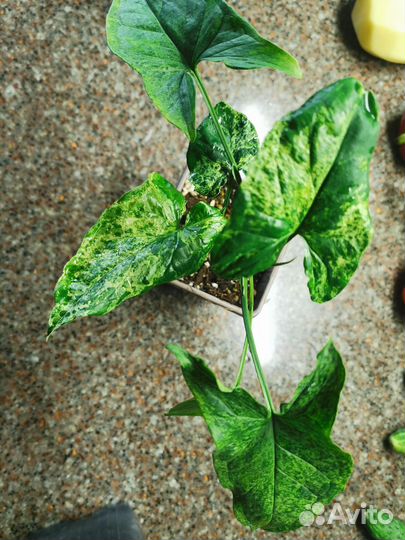 Сингониум мохито