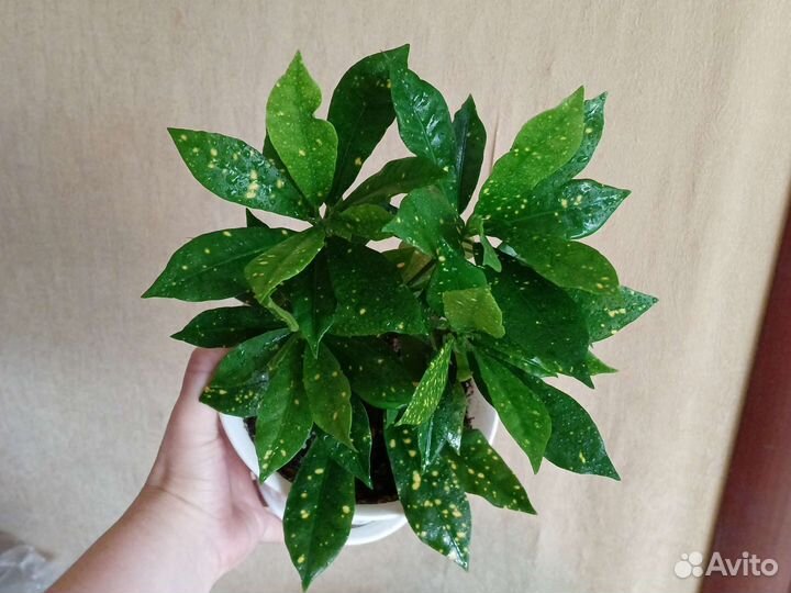 Цветы комнатные