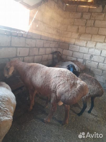 Баран гиссар на племя