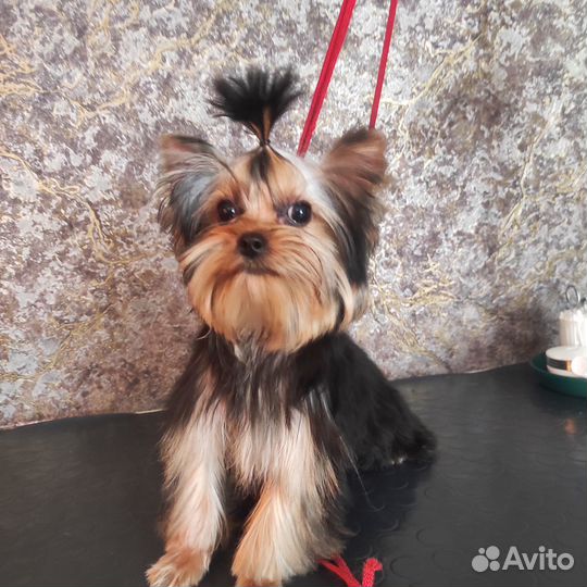 Йорк мини девочка