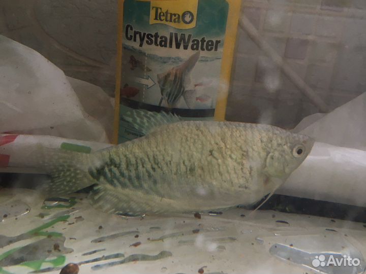 Улитка Хилена, взрослая самка гурами