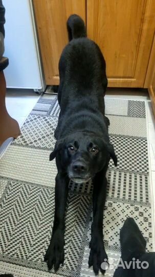 Лабрадор мальчик