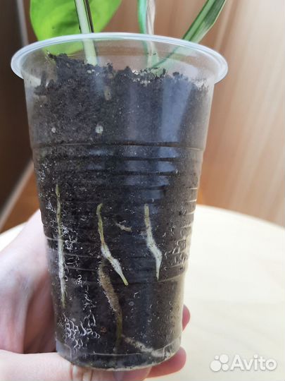 Сциндапсус хеппи лиф