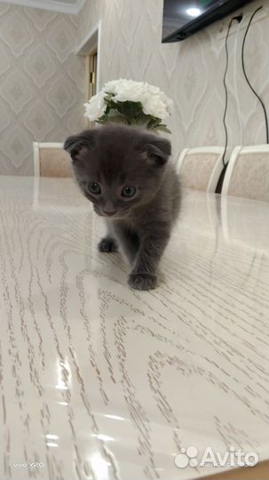 Вислоухие котята