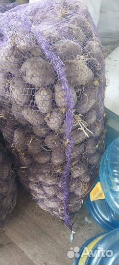 Семенной картофель