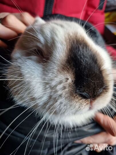 Кролик калифорнийскига передержку