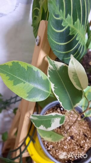 Фикус Бенджамина