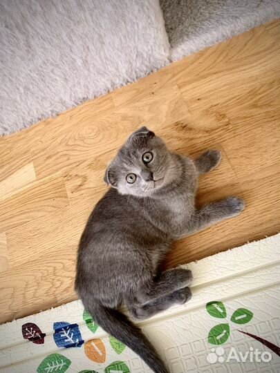 Шотландская вислоухая