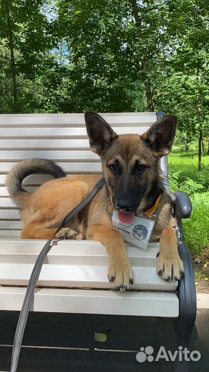 Бельгийская овчарка по-приютски Щенок ищет дом