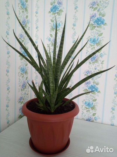 Сансевиерия