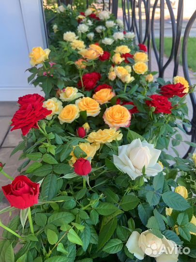 Саженцы роз