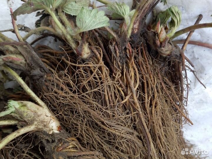 Рассада клубники Альба фриго