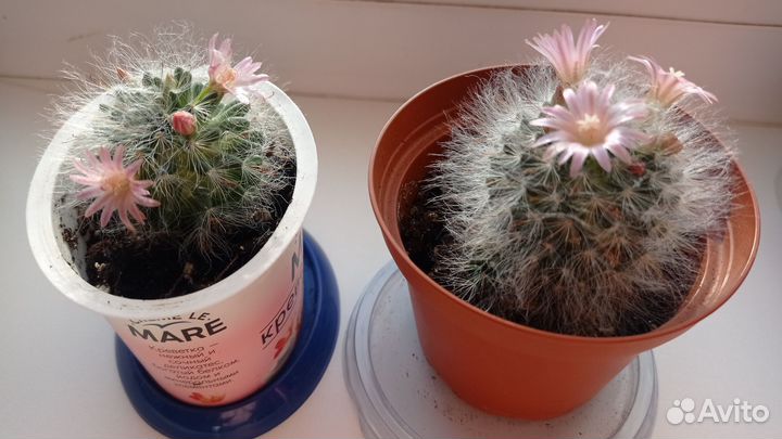 Кактус цветущий