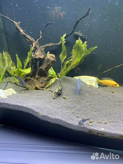 Аквариум панорамный