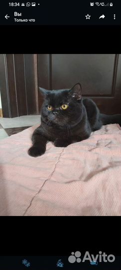 Кошки породистые