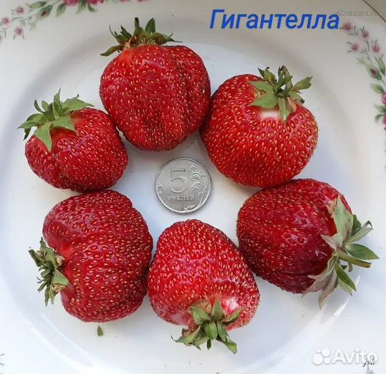 Рассада клубники
