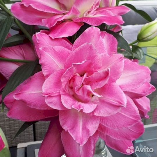 Лилия саженцы Визион