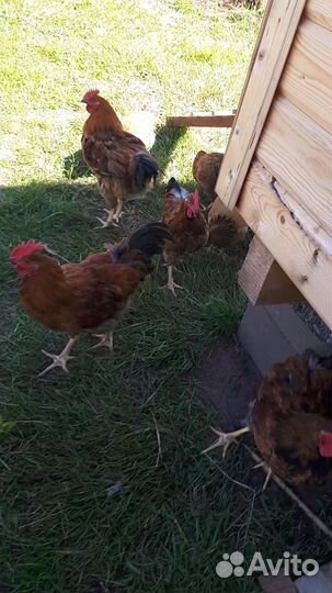 Молодые петухи