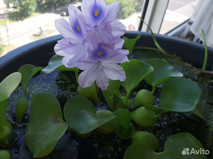 Эйхорния, водный гиацинт