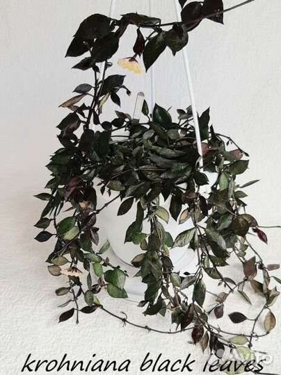 Хойи и дисхидии