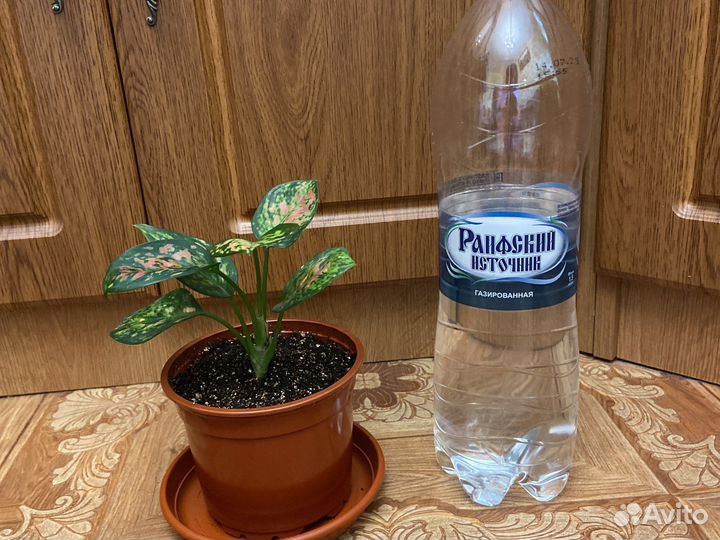 Аглаонема Ред Валентин