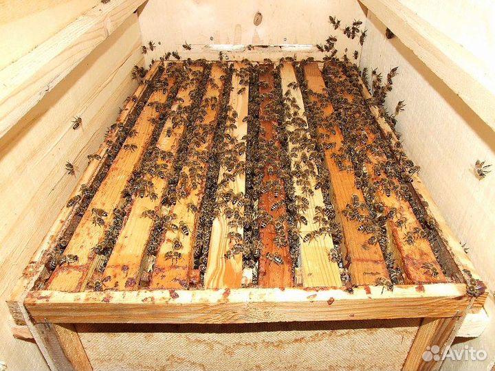 Пчелопакеты 2024