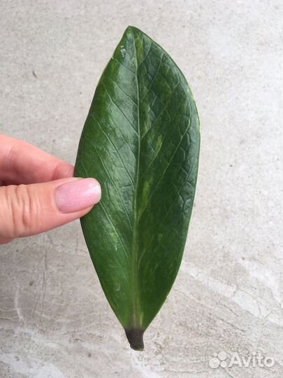 Замиокулькас вариегатный