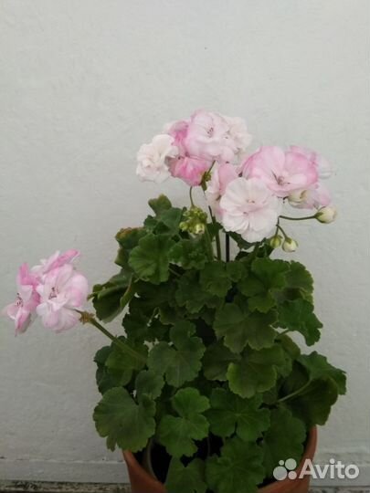 Пеларгония BY- Белые Росы. Взрослый куст