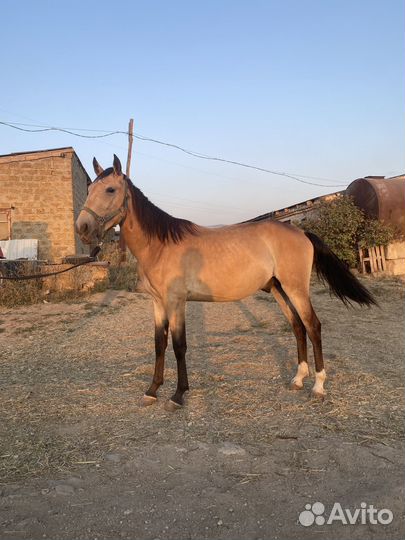 Продам жеребца