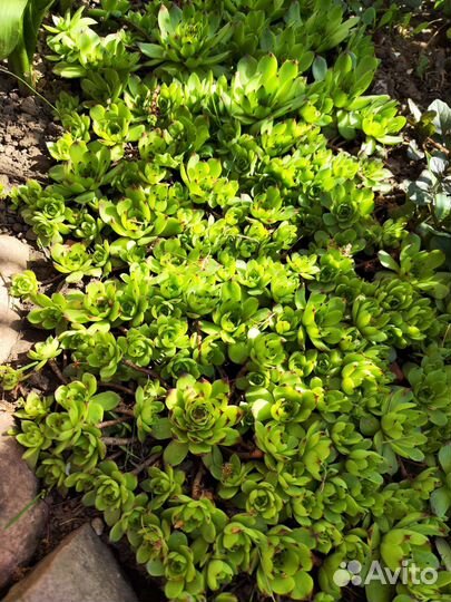 Молодило каменная роза