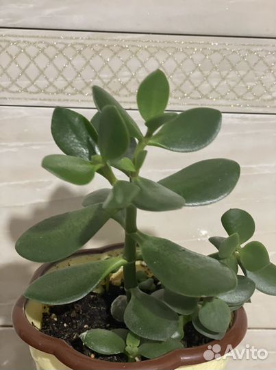 Детка (отросток) денежное дерево