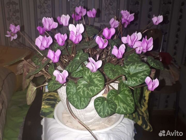 Цикламен (бабушкин) европейский,альпийская фиалка