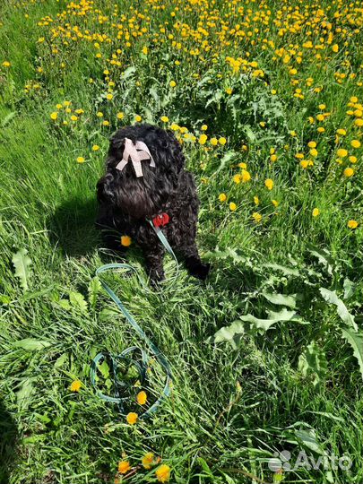 Русский черный терьер