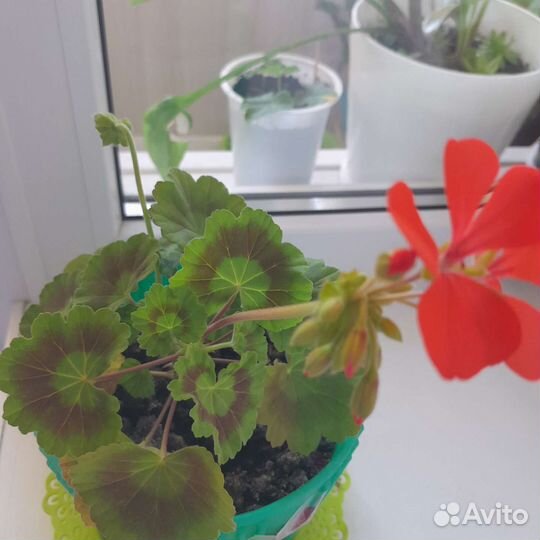 Герань сортовая