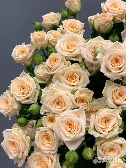 Саженцы спрей розы Таня и Флешинг