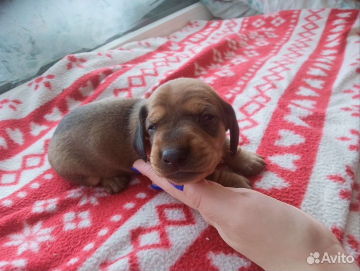 Такса щенки