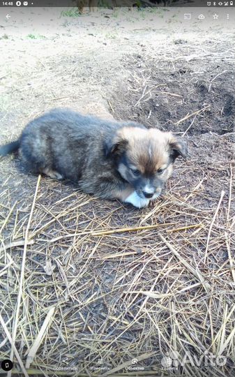 Щенки компактные, коротколапые