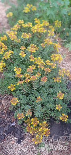 Почвопокровные многолетние растения