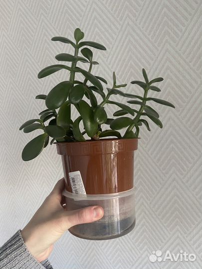 Крассула (денежное дерево)