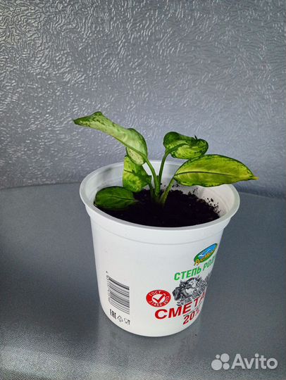 Дифенбахия рудольф роерс