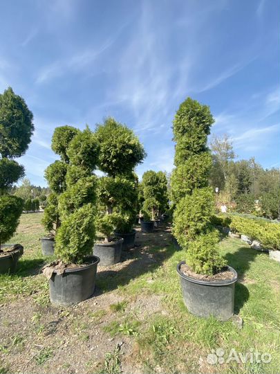 Саженцы Туи Брабант Чупа Чупс 65 см