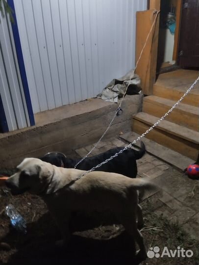 Собака в добрые руки отдам бесплатно