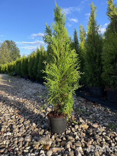 Туя Смарагд 50см+